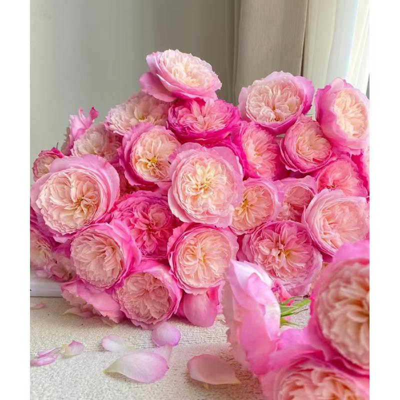 高品质鲜花 【康斯坦茨】多头玫瑰10支 已发货不支持退款换货