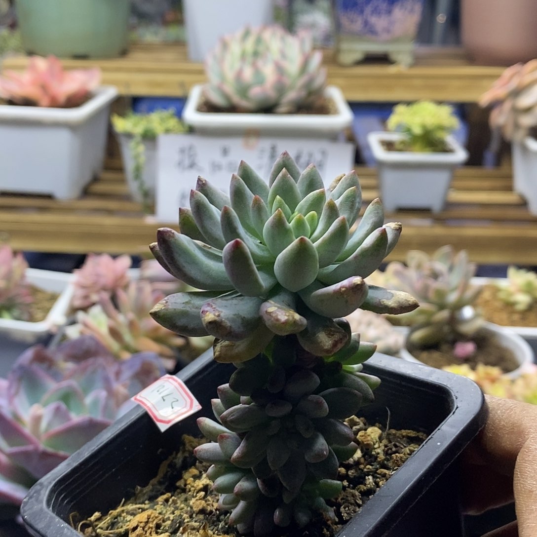 27123 老桩蓝精灵拉丝锦