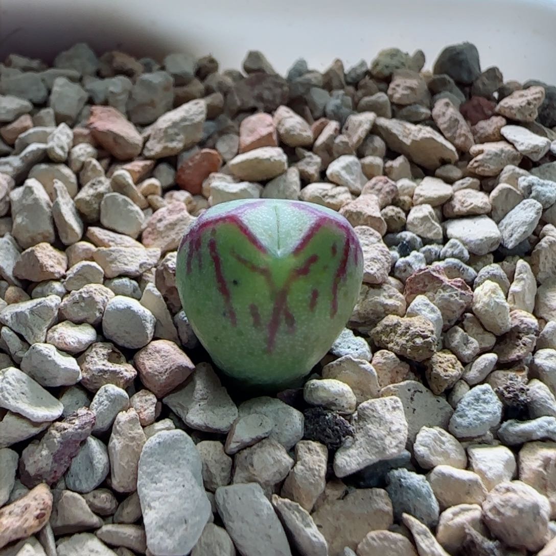 2-3-2-5全场8.8折满58包邮杂交1.1cm脱土