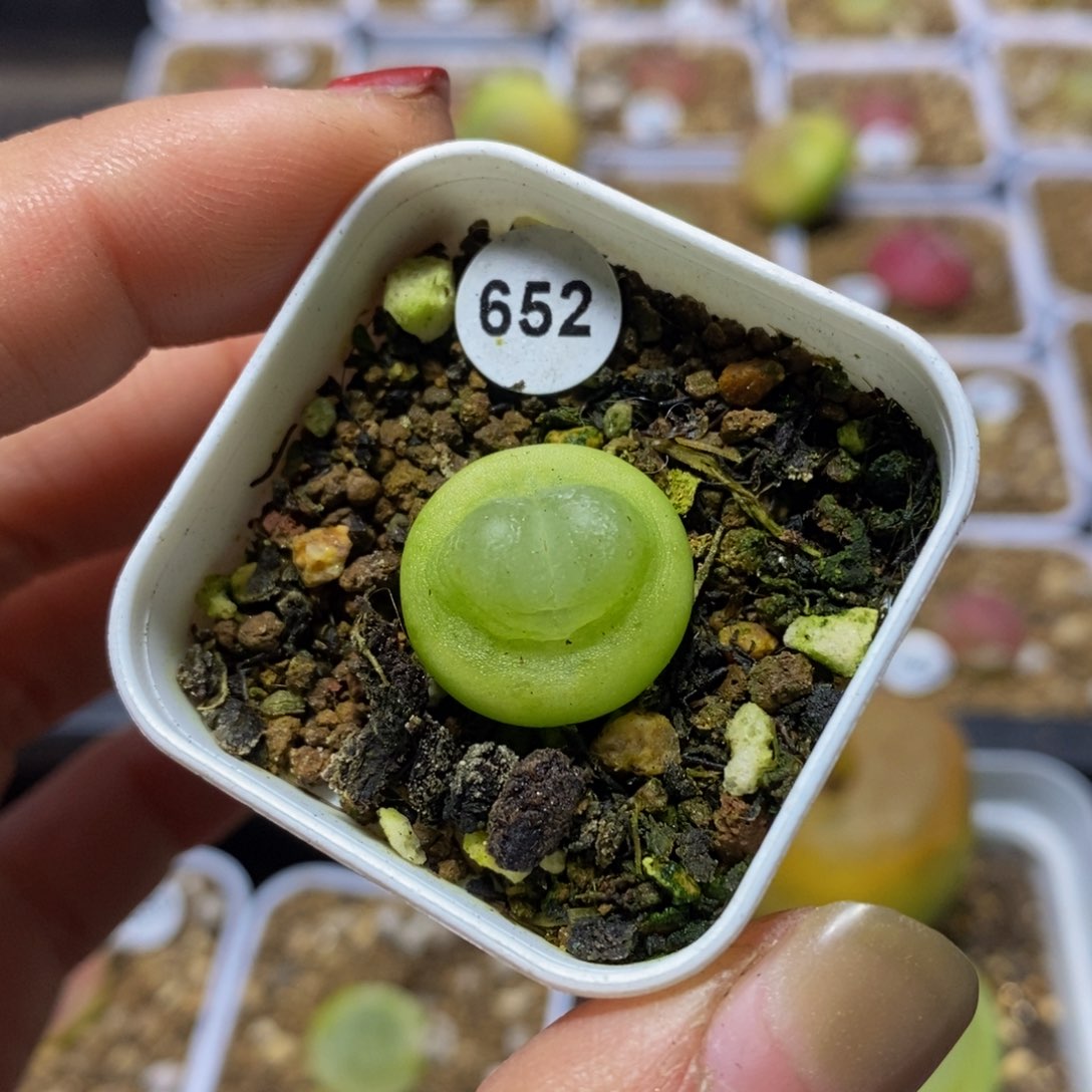 拉登1.7多肉带盆