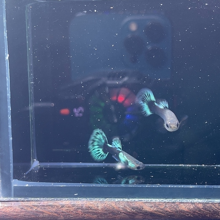 孔雀鱼艾尔银白基青花瓷一对