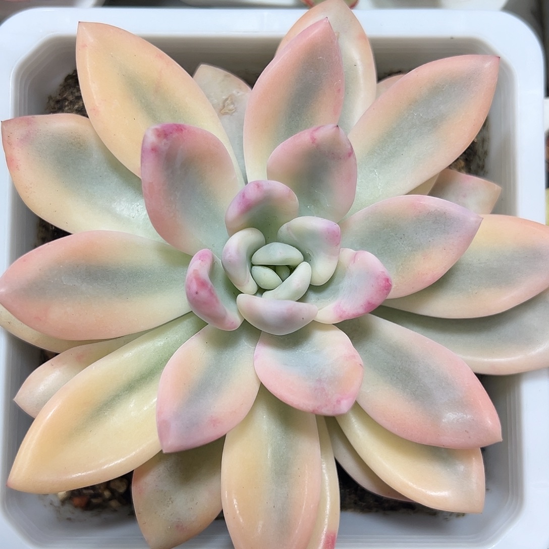 彩色奥普锦多肉植物