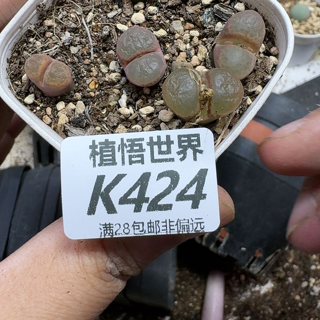 多肉植物的润泽gjj