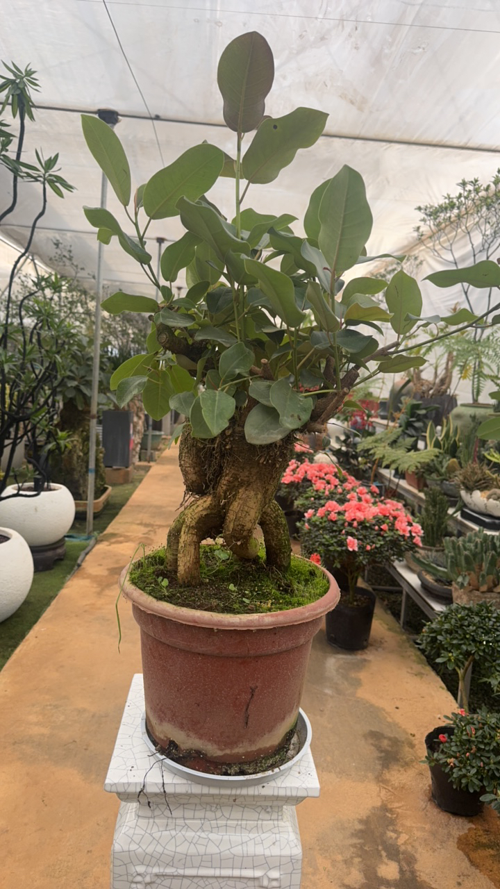 精品老桩大叶榕一物一拍