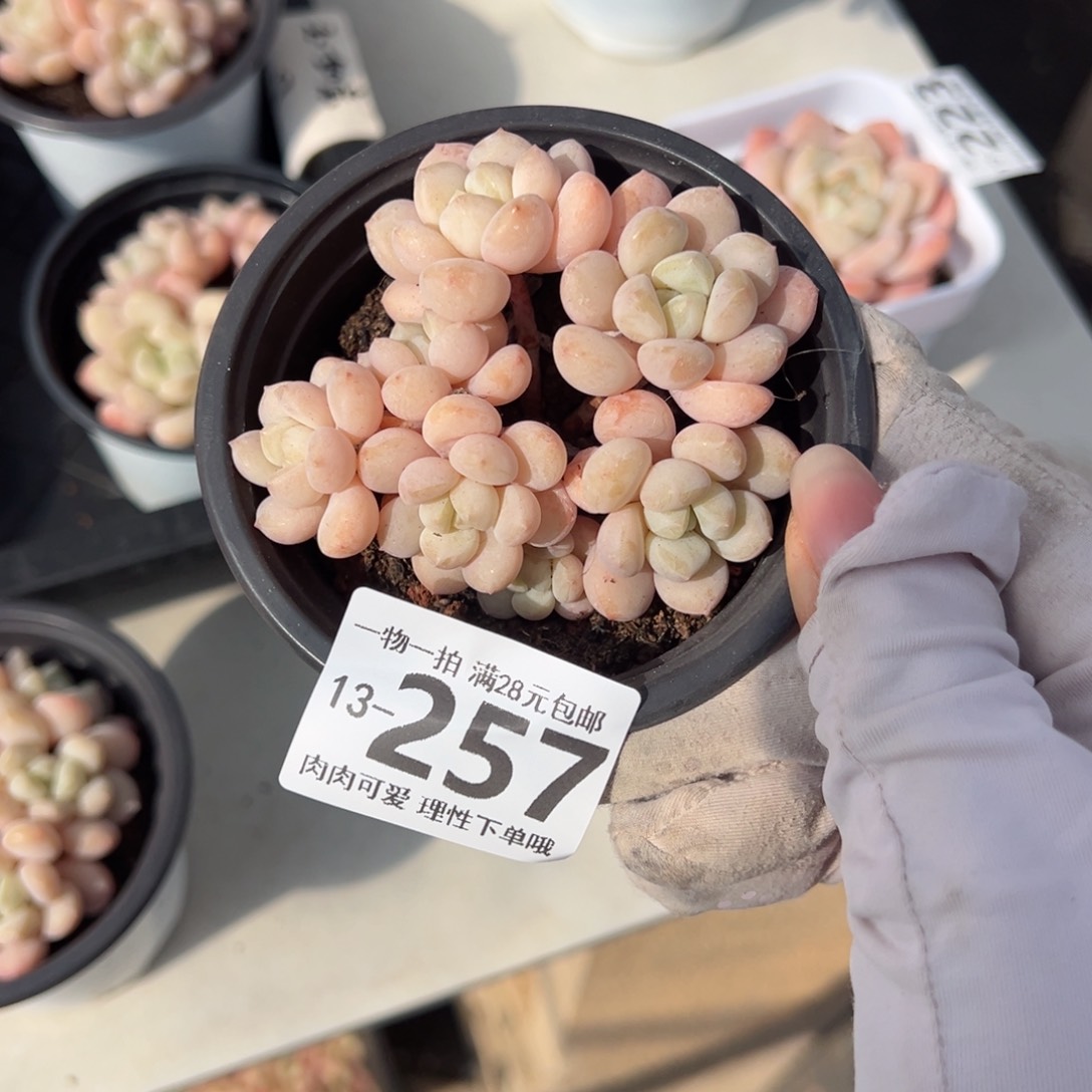 玉如意多肉多肉多肉