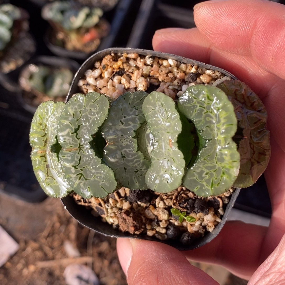 一颗大年份玉扇 零差评 整点福利