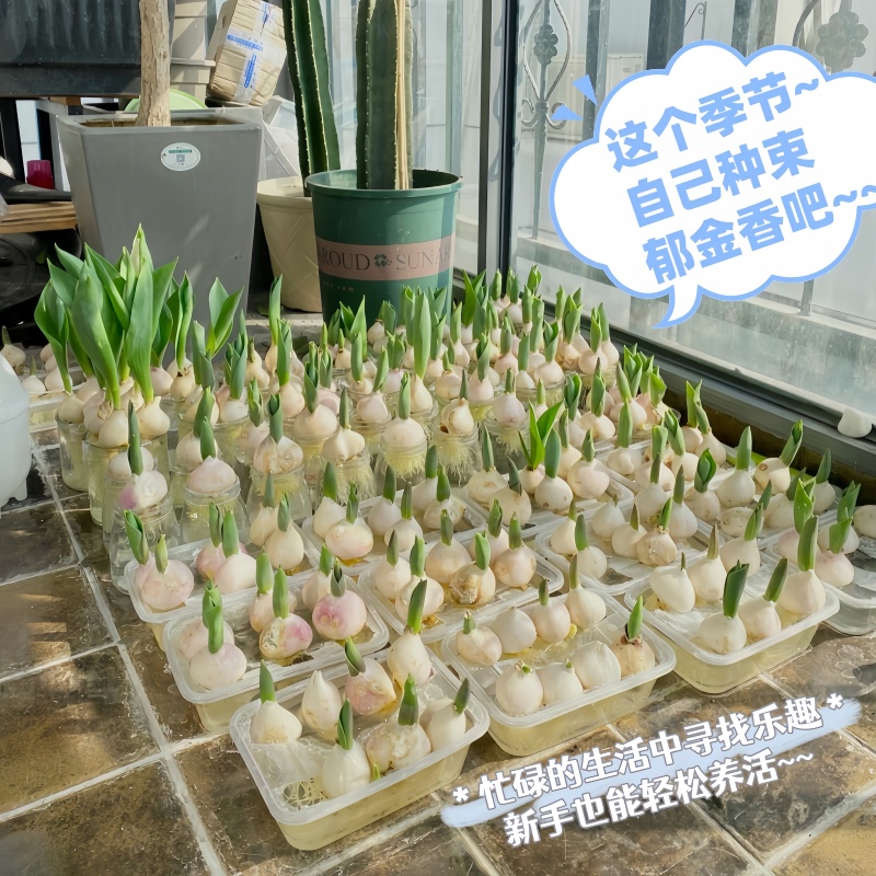 进口郁金香种球四季开花多年生五度球可水培盆栽庭院阳台易养桌面