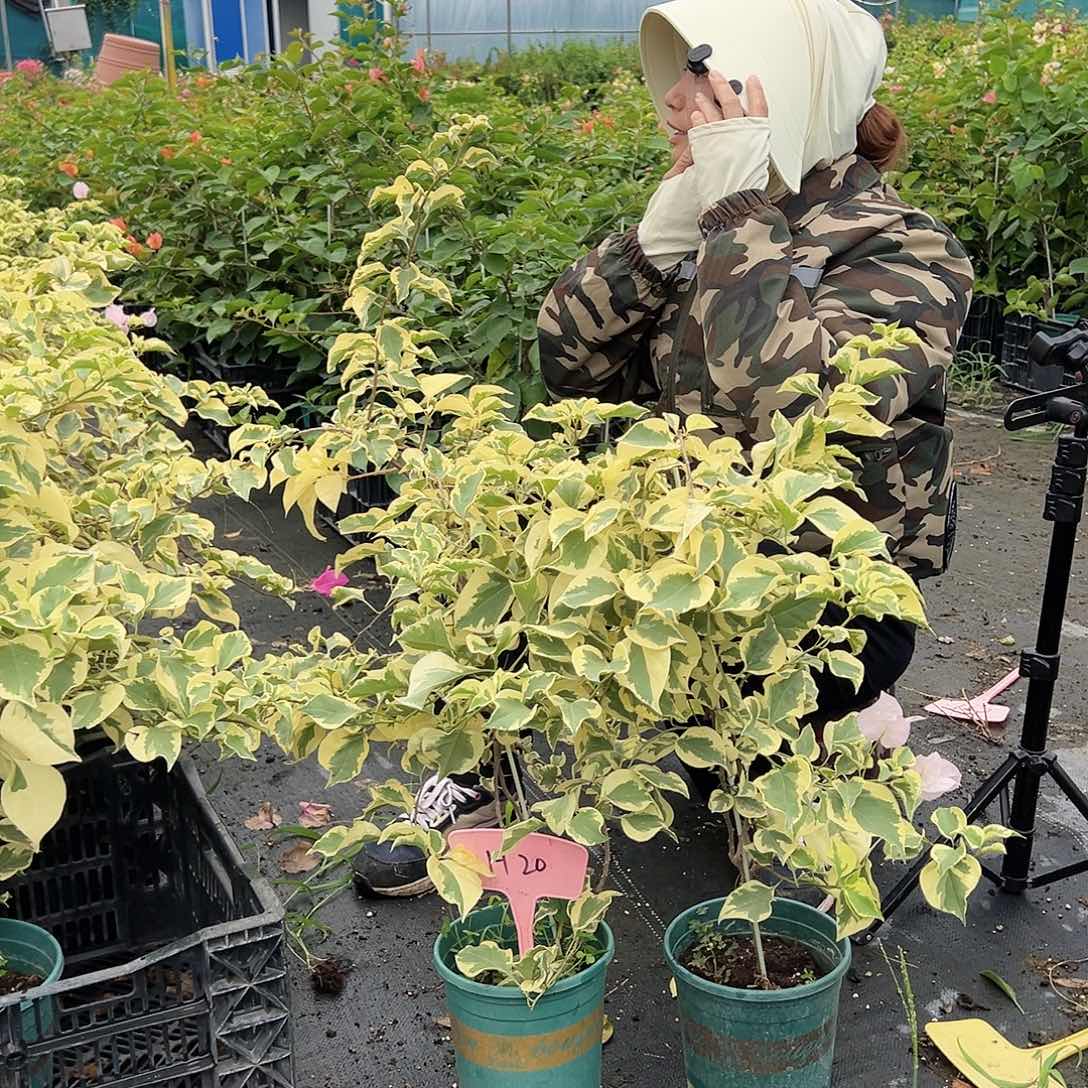 当前无花栽培后可以开花H20金边叶子一棵