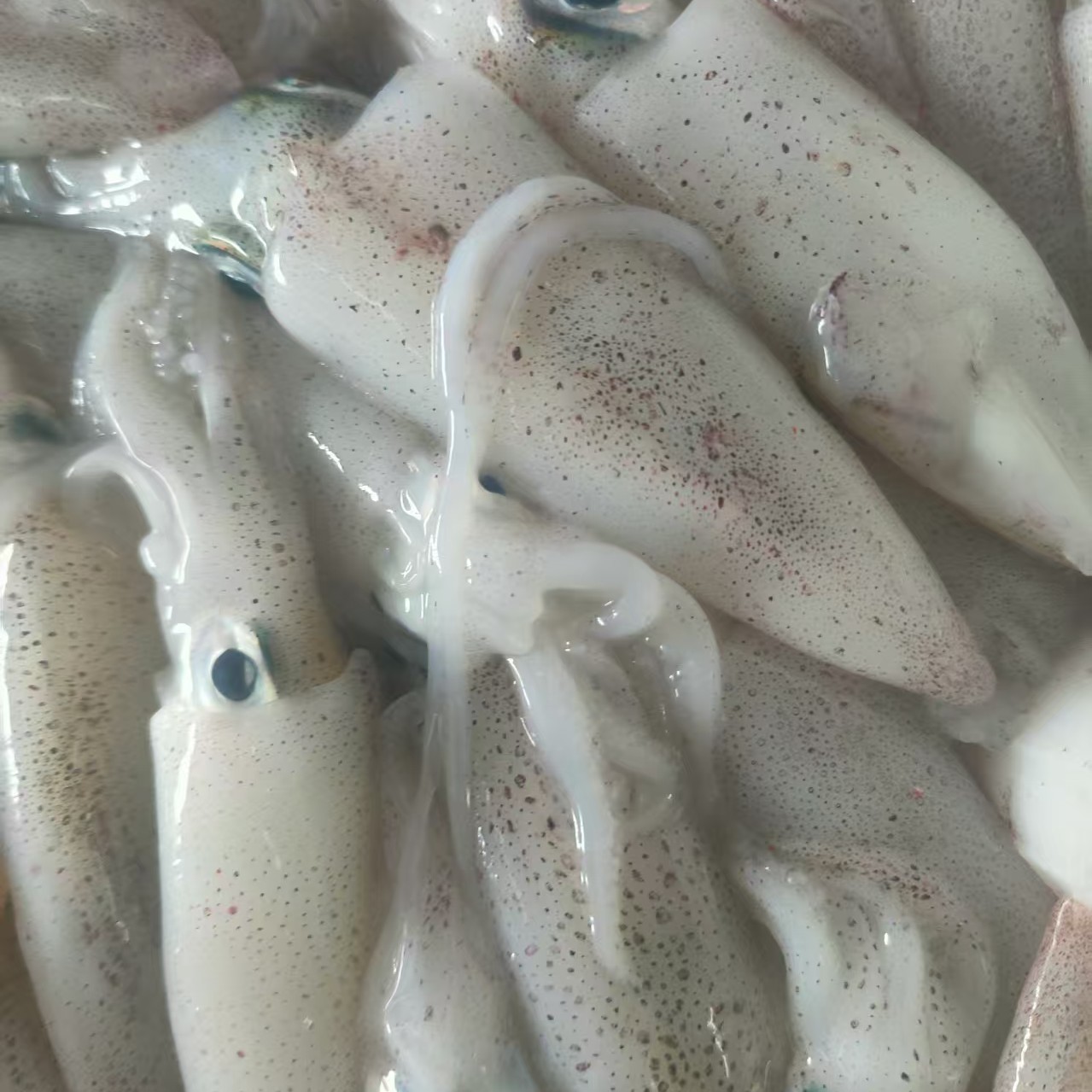 不打冰不泡水鱿鱼