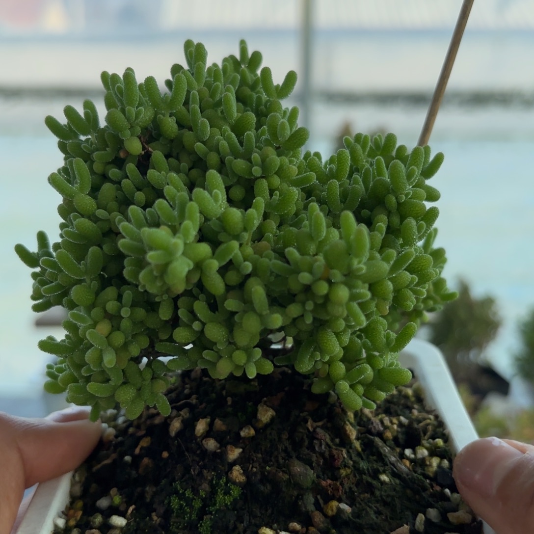 。***。852蜜橘糖球枝干番杏