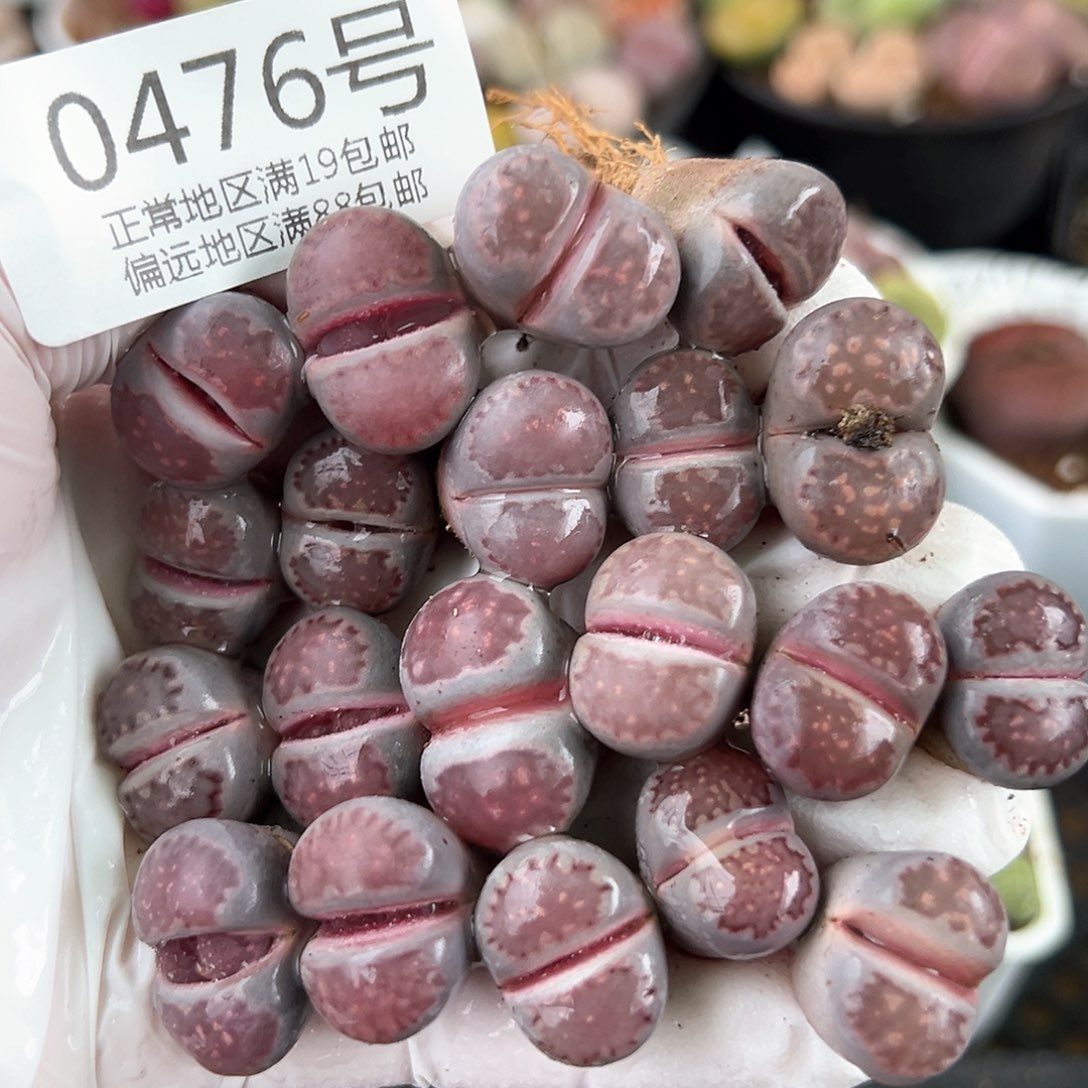 0476 好养易活生石花大母本共20颗