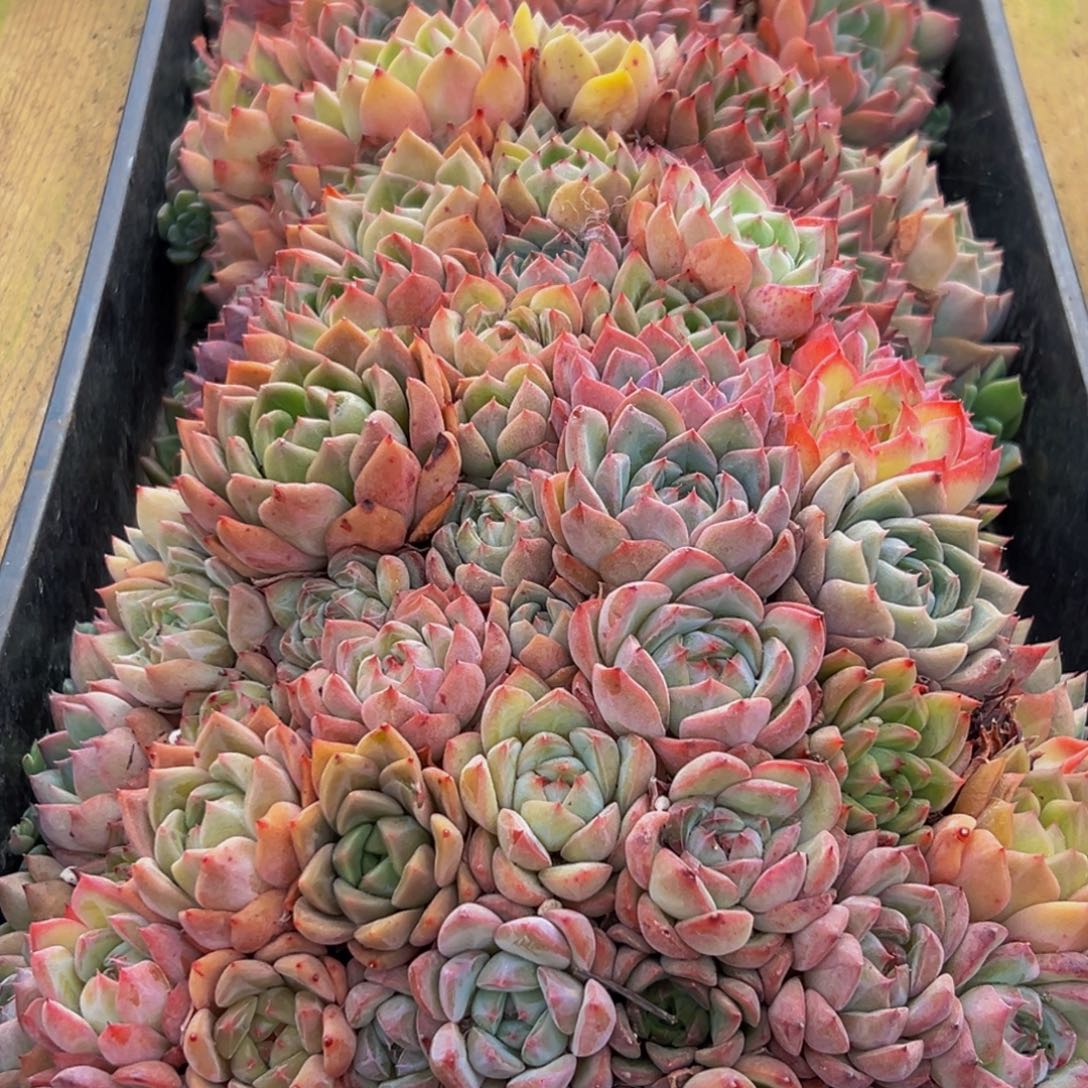 1***爷280多肉葡萄的味道是真的很