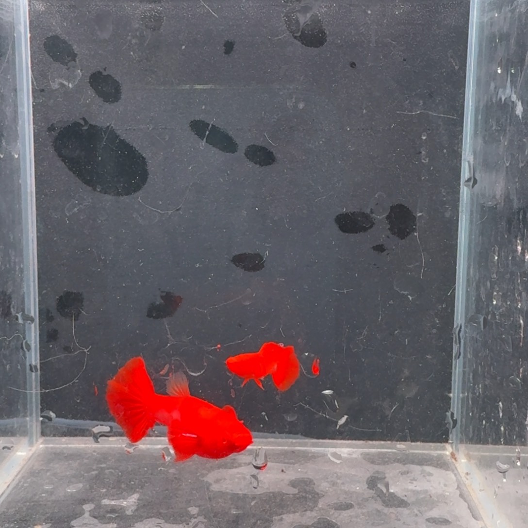 孔雀鱼火麒麟1对2条