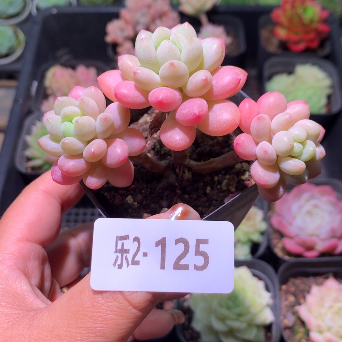 乐然 2-125 鱼子酱