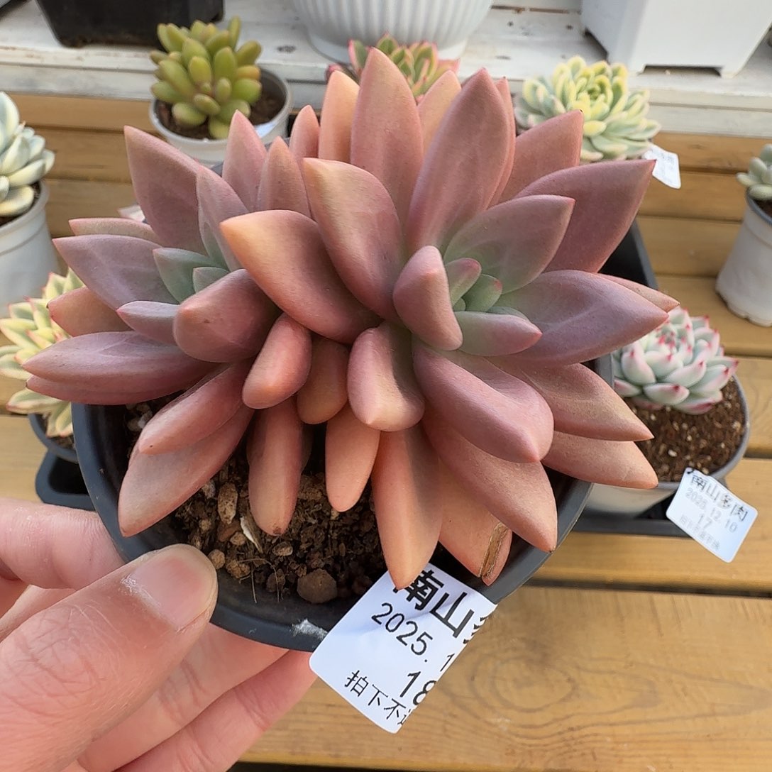 知音11111111210-18