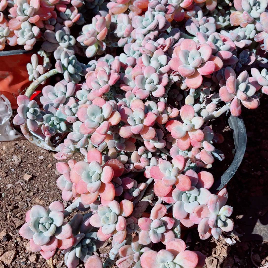 红洛神大群一颗发货