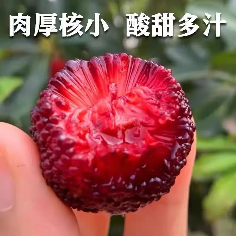[顺丰包邮]AAA福建新鲜特早杨梅现摘现发孕妇小孩可吃0.4-4.5斤杨梅同城送福建省