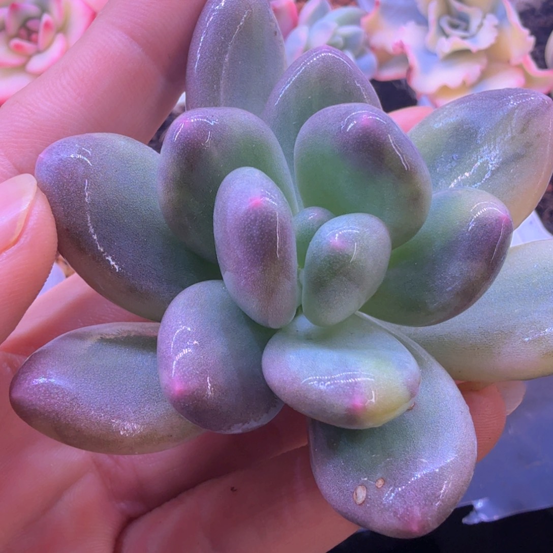 紫皮大叶彩虹奶酪锦