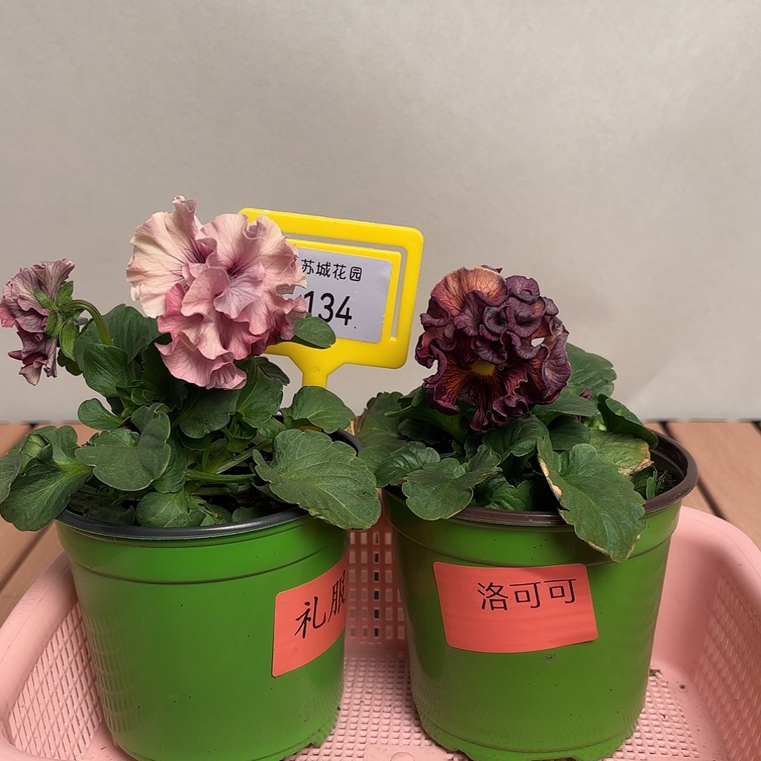 大部分开放少量花苞134