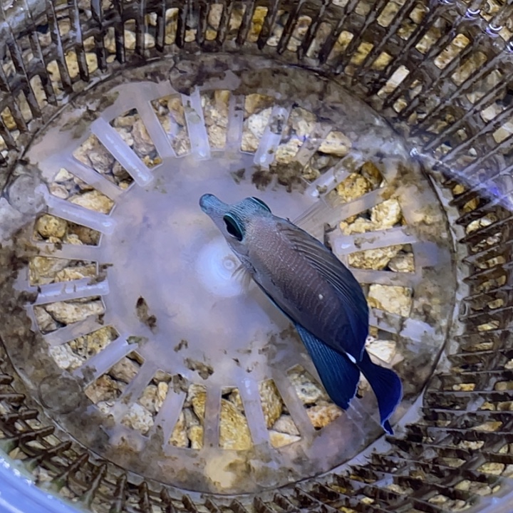 海水鱼三角吊一条顺丰包邮，