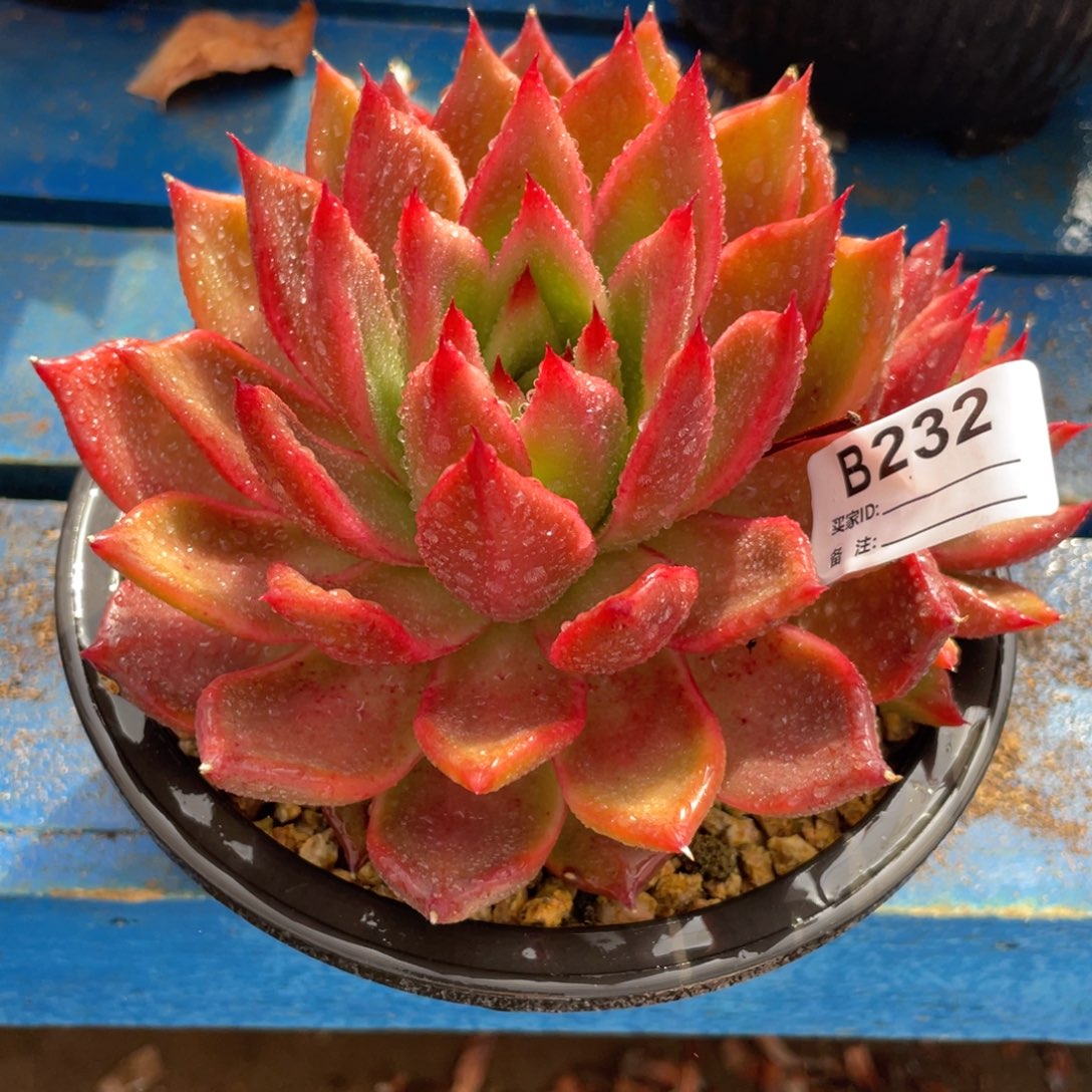 无花朵若茹东云单拍B232