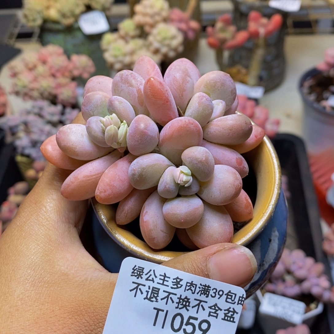 059丸叶香水多肉6c m