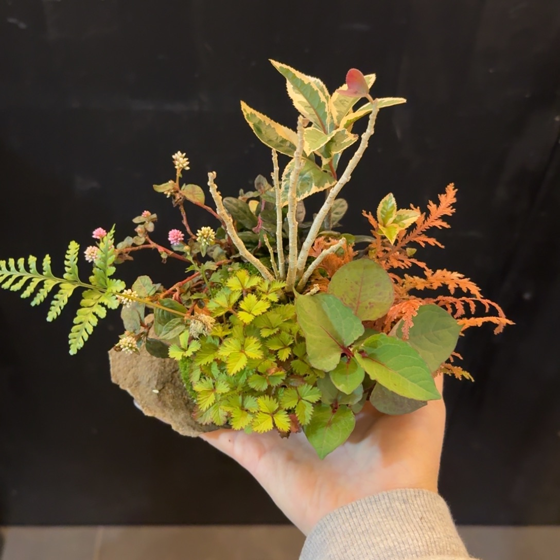 反***手全部花朵山野草日本鞍马石