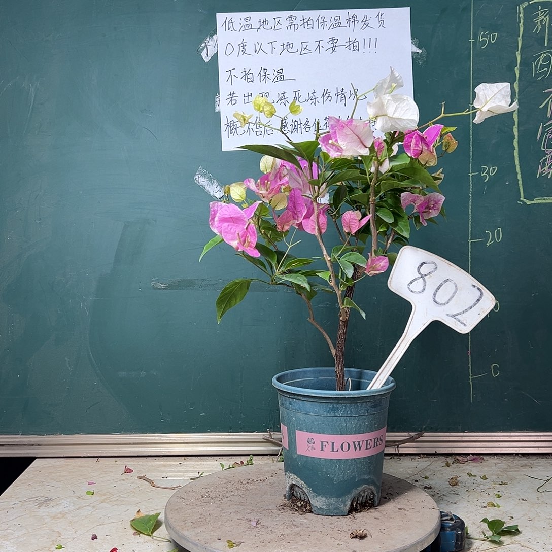 完全开放漳红樱 802