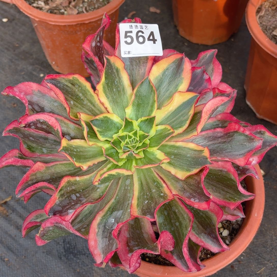 123  564多肉法师