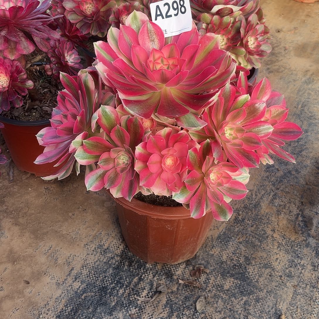 多肉植物粉女巫298多肉