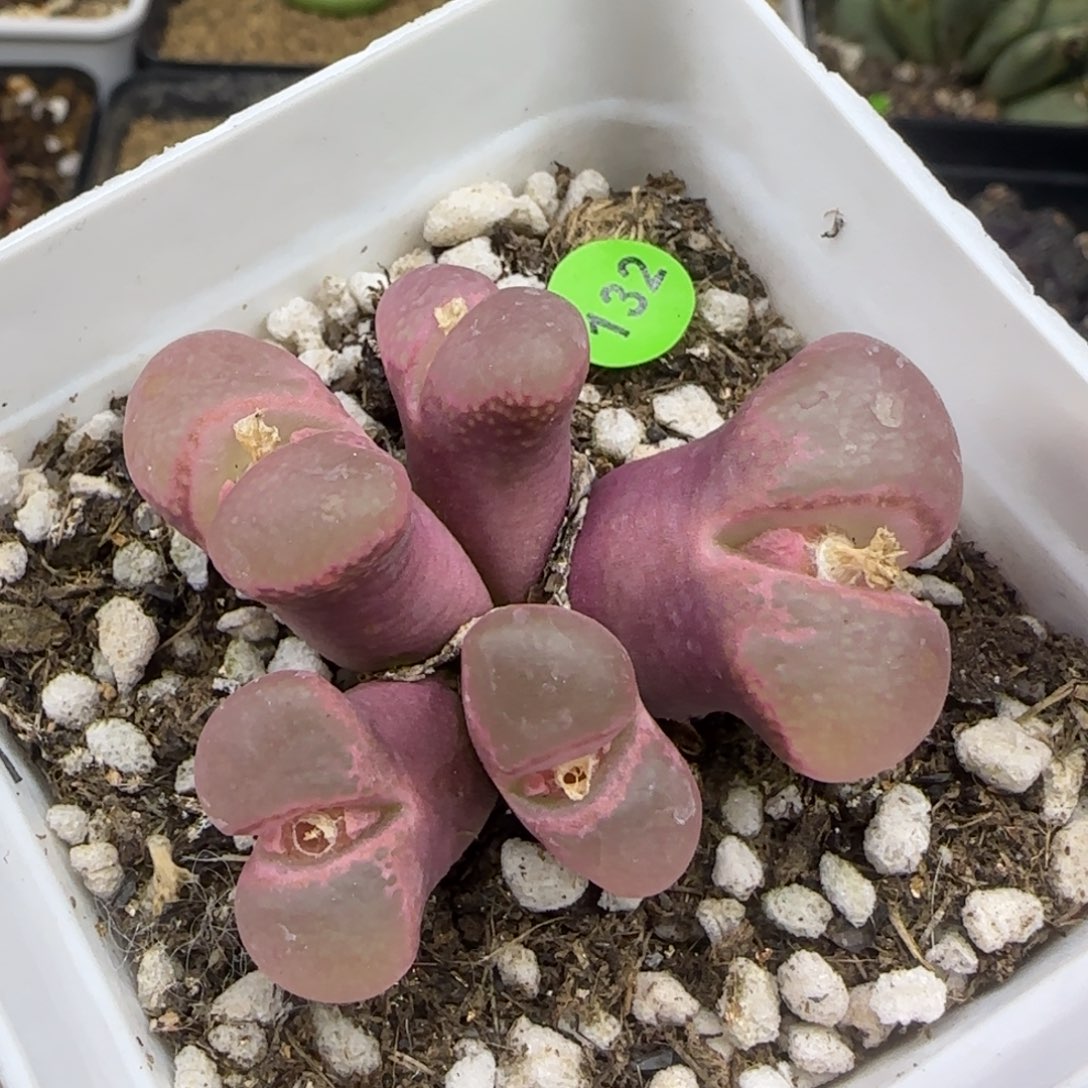 红风铃群多肉植物132