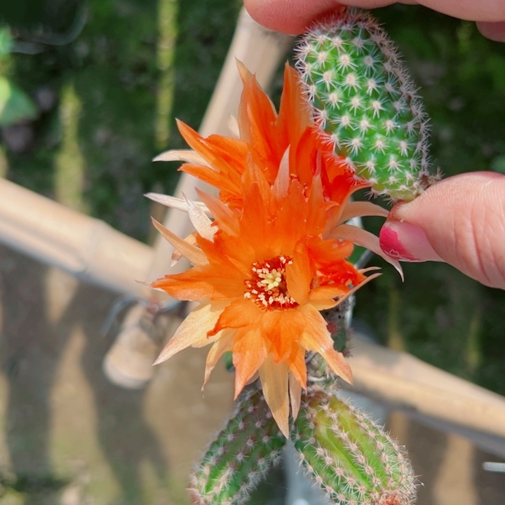 101白檀44歪无根侧芽3公分左右20包邮