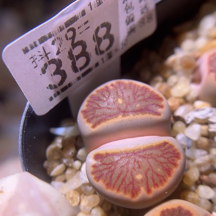 精品生生花29.388