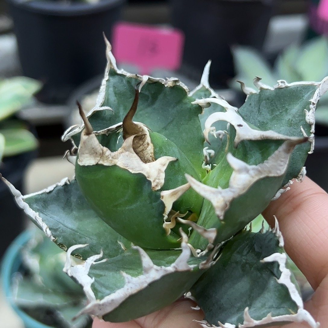 立可白芽一物一拍偏远不包邮不退不换