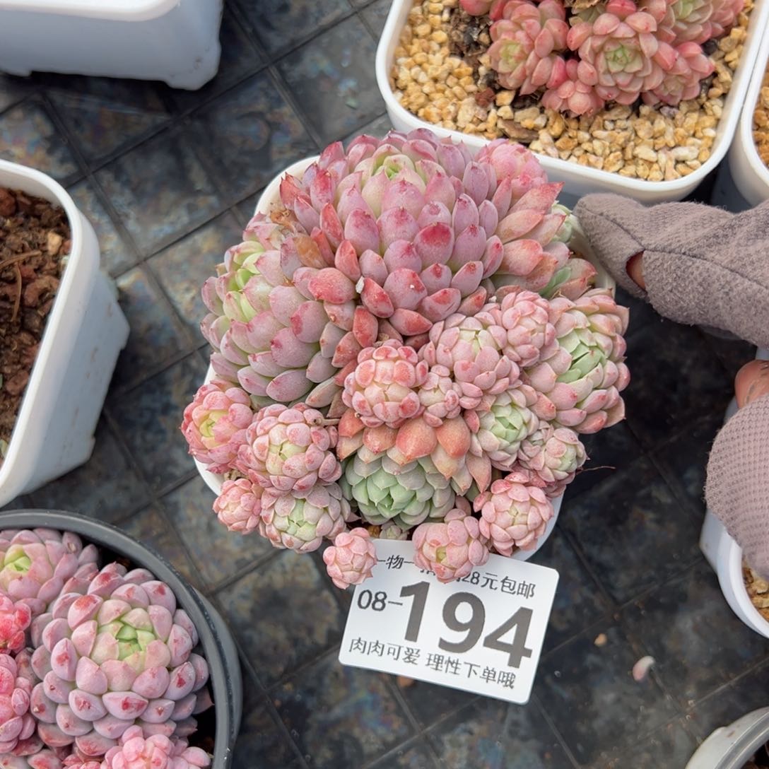 羊脂球多肉多肉多肉