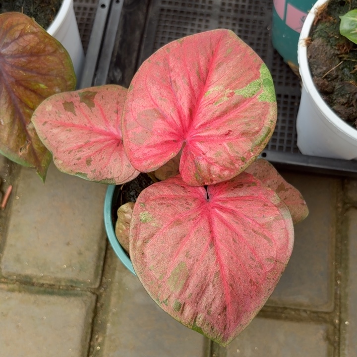 粉色毒药泰国彩叶芋01-0806