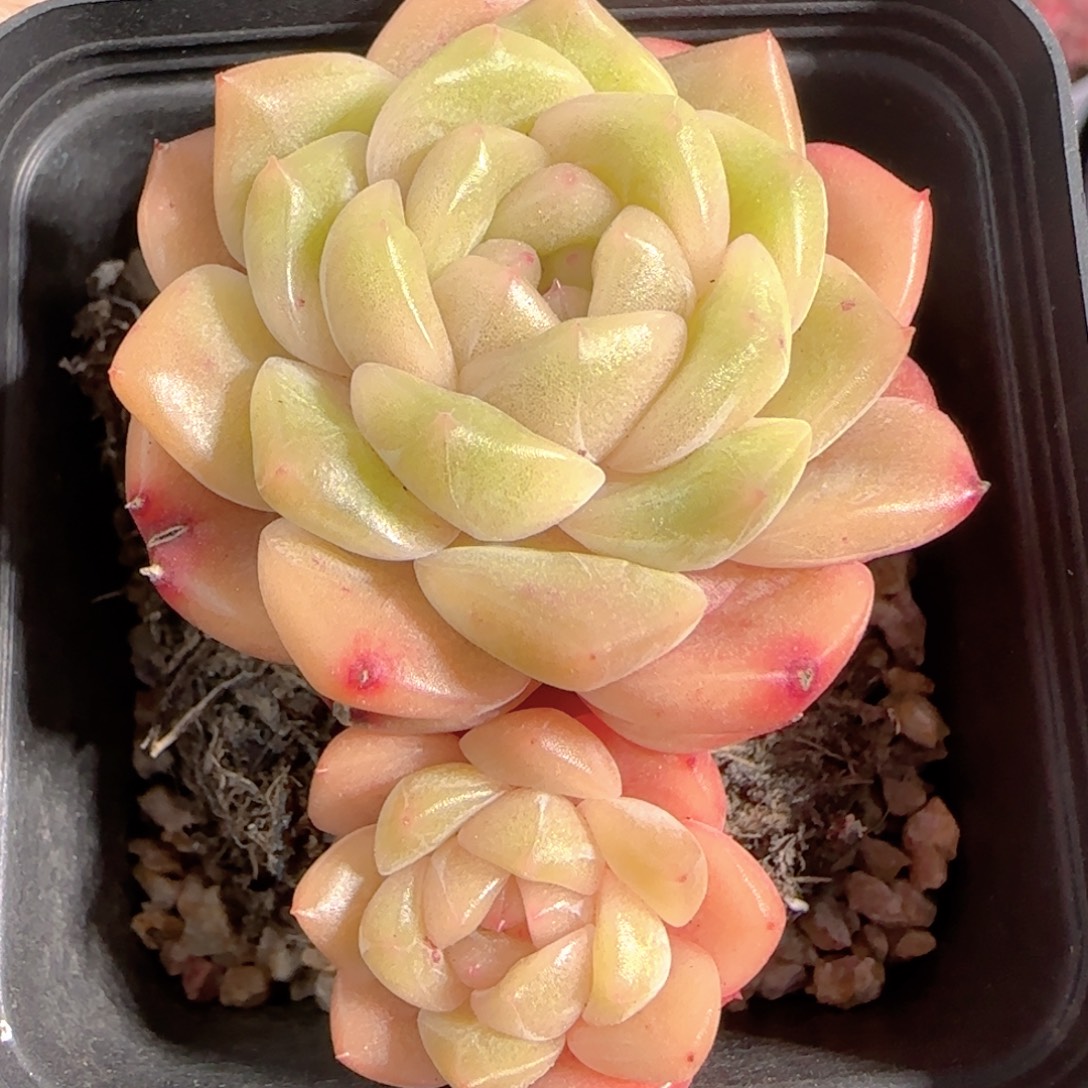 多肉1230-195晴川珍妮双头