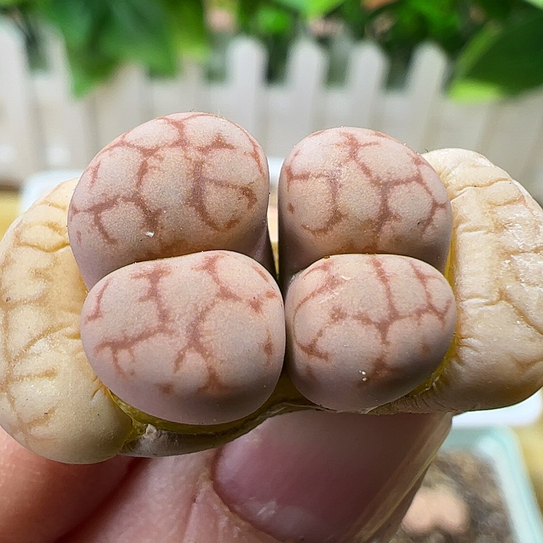 女娲石双头……………………………