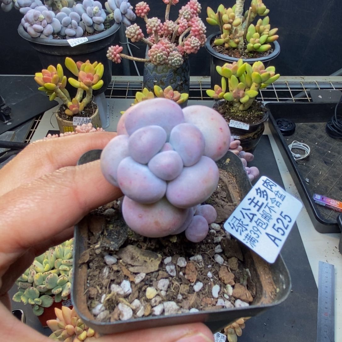 525芭比奶多肉5c m