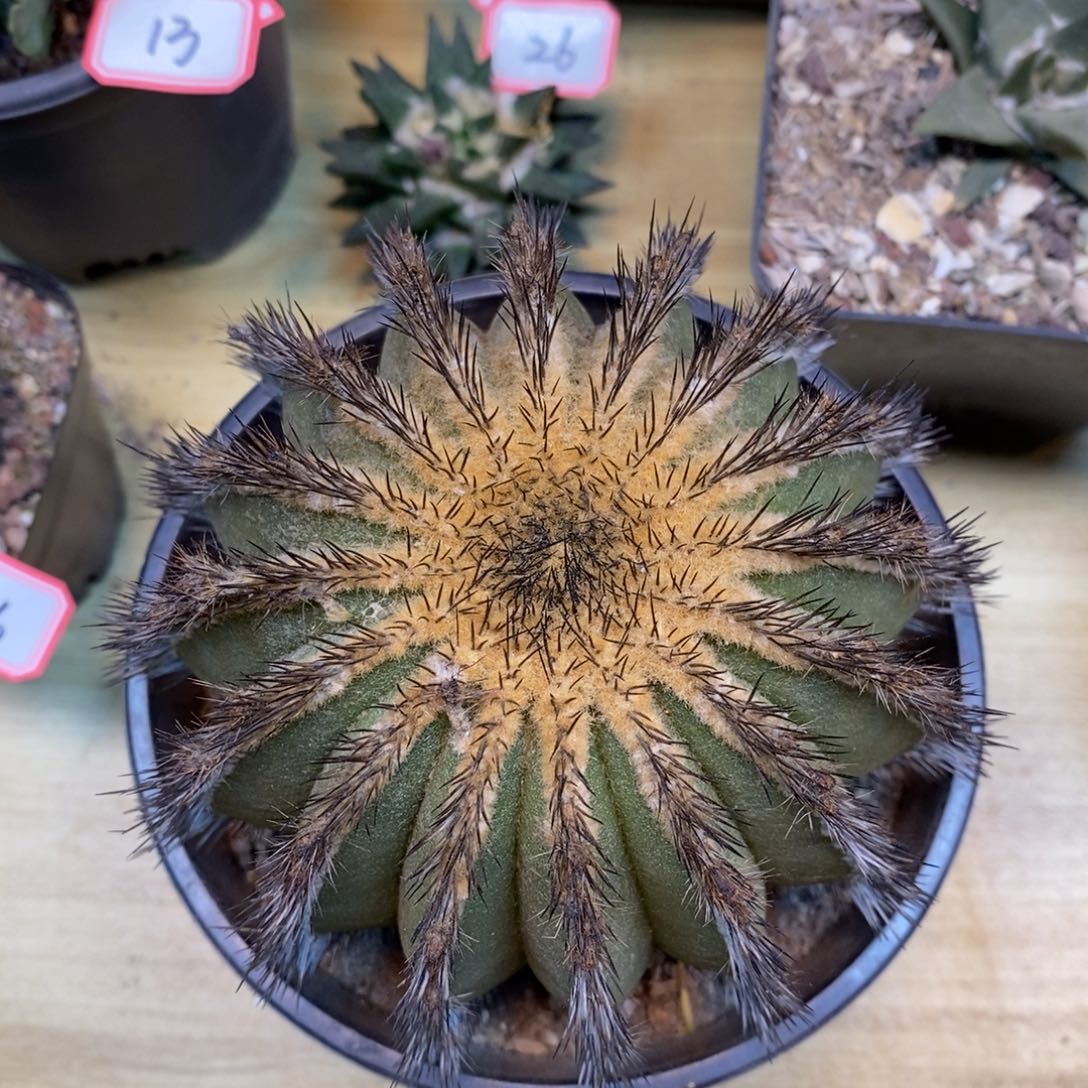      38号 出根 直刺尤博球整体11.5公分带木心