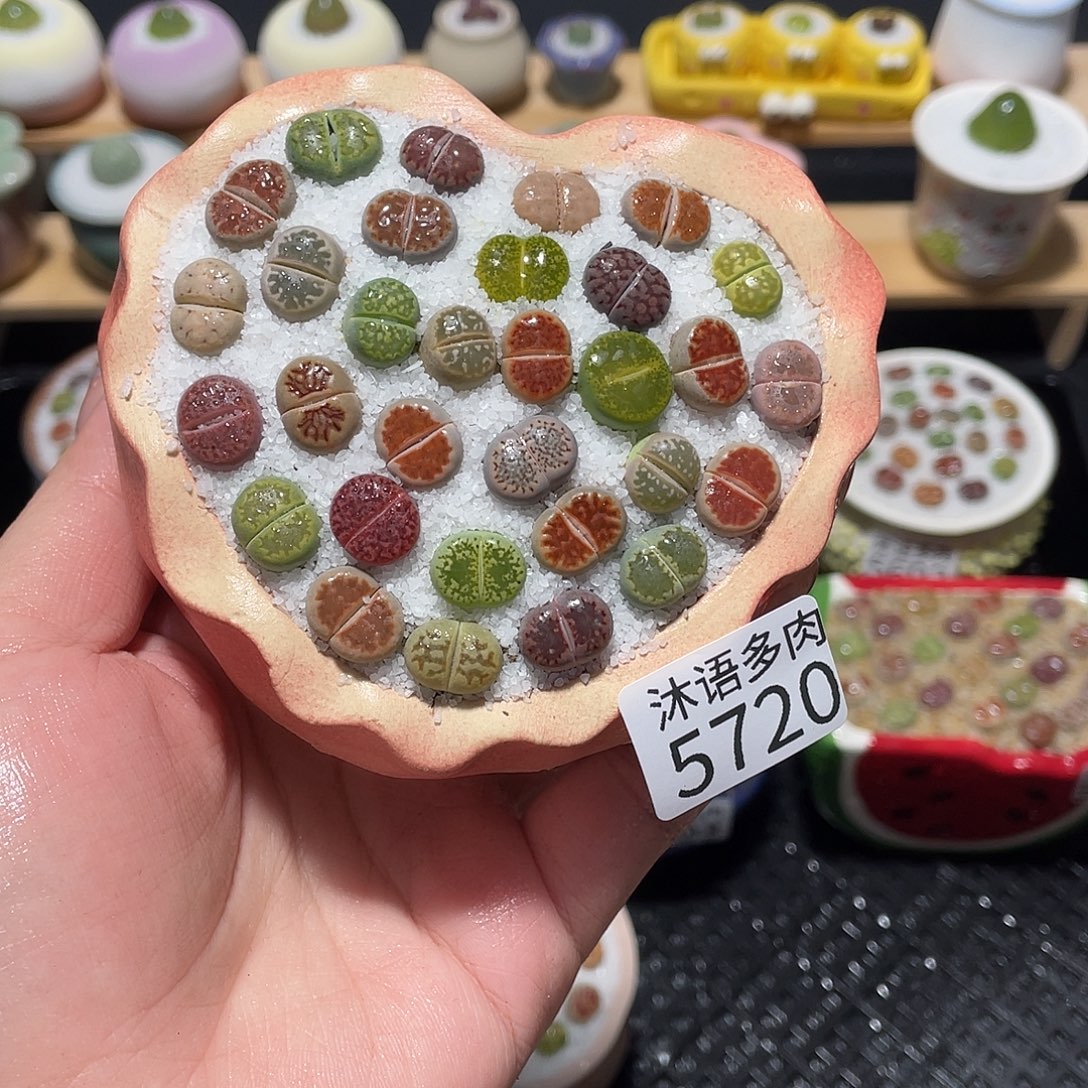 带盆土植物 一物一拍5720
