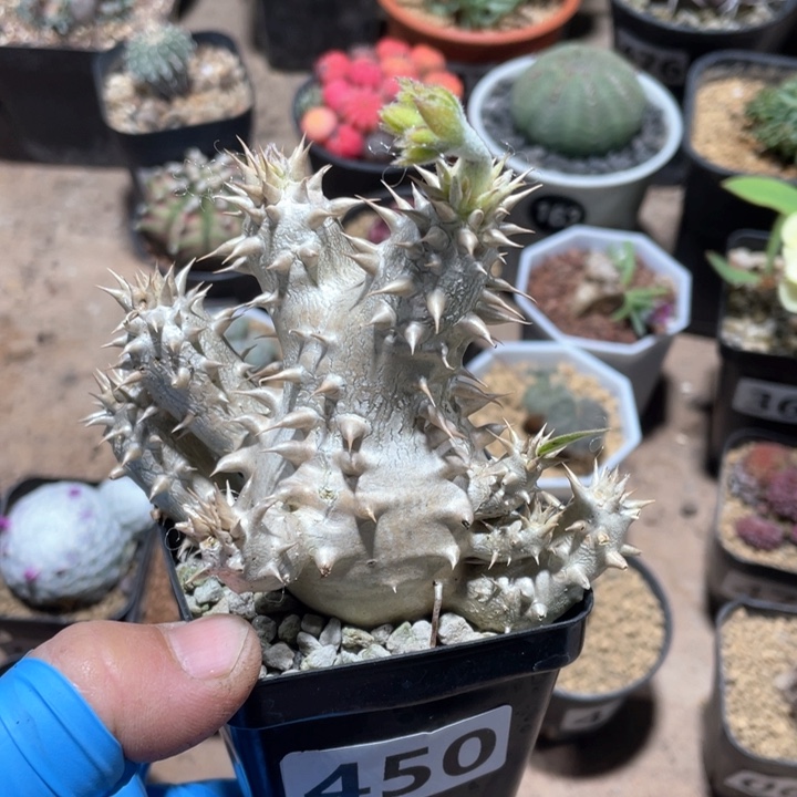 450西巴女王块根