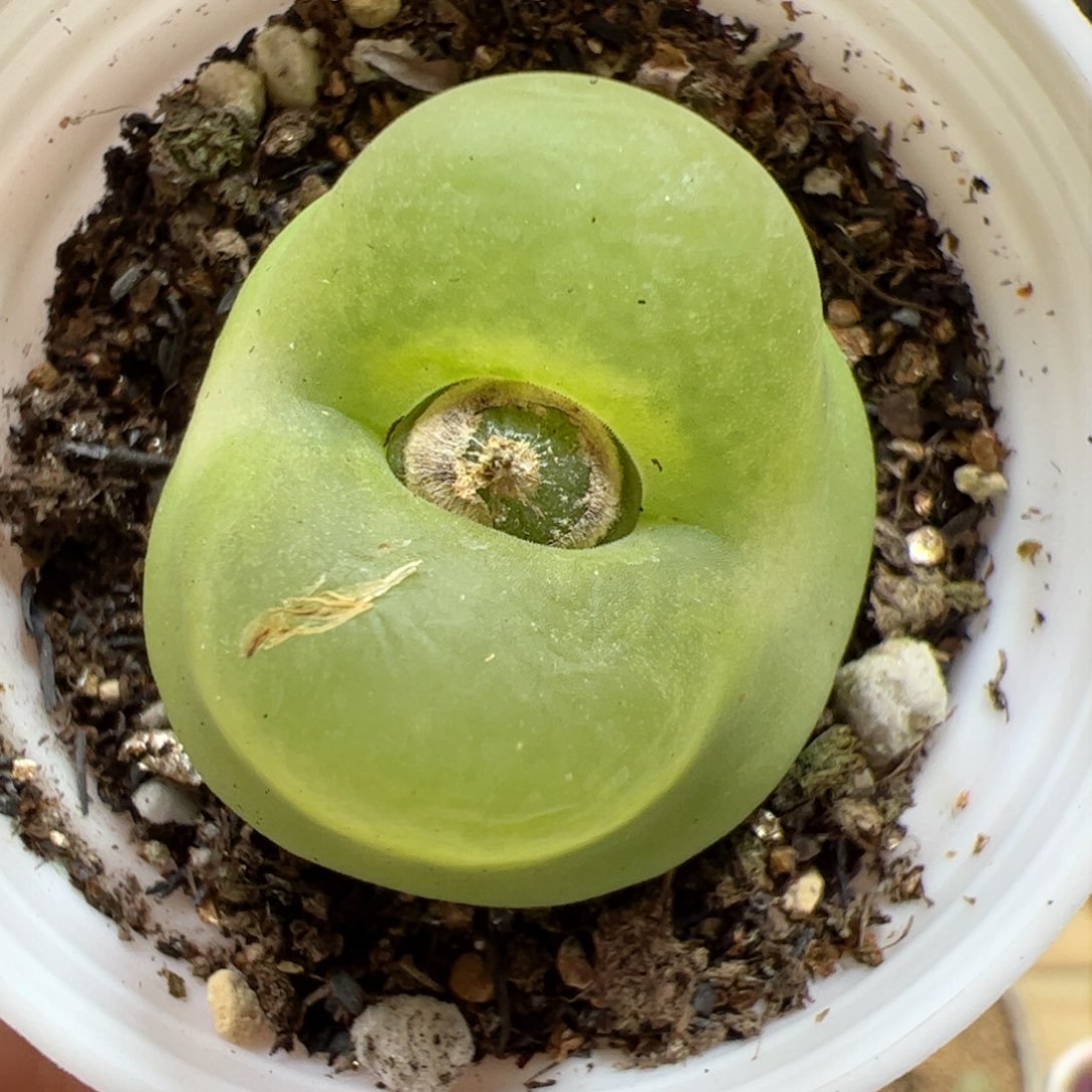 【闪购商品】177 o泡