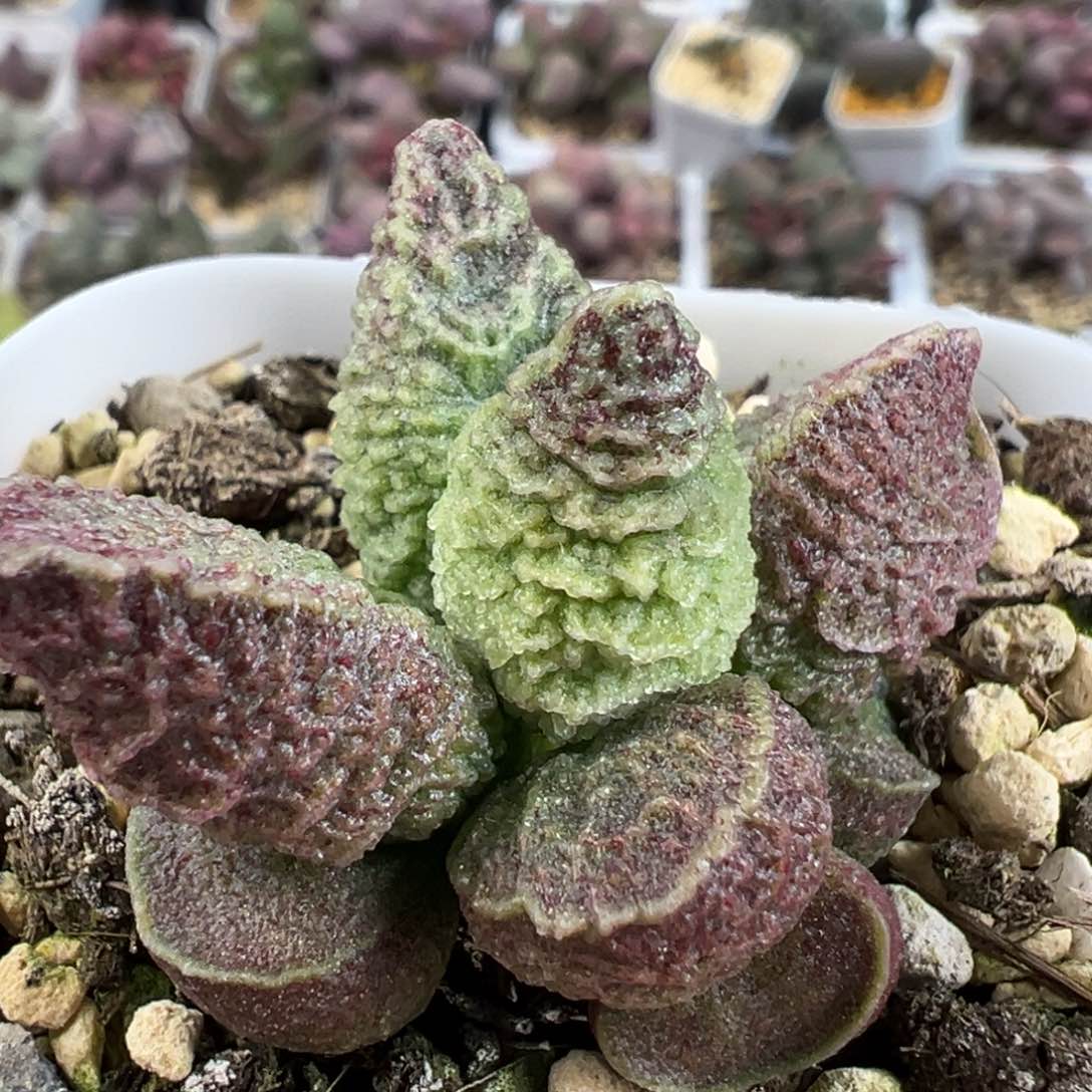 实生新品多肉植物水泡实生新品