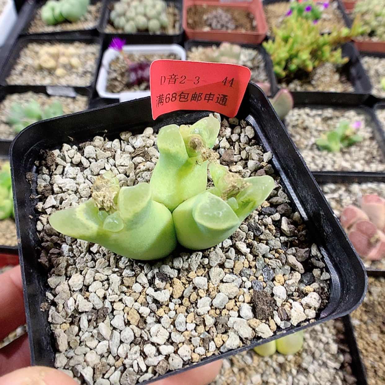 【闪购商品】2-3-44 冰风铃杂 40