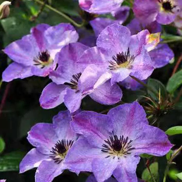 黎明的天空铁线莲小苗盆栽