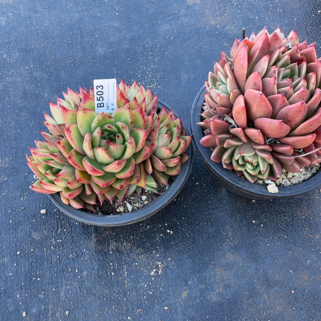 无花朵若如东云单拍B503