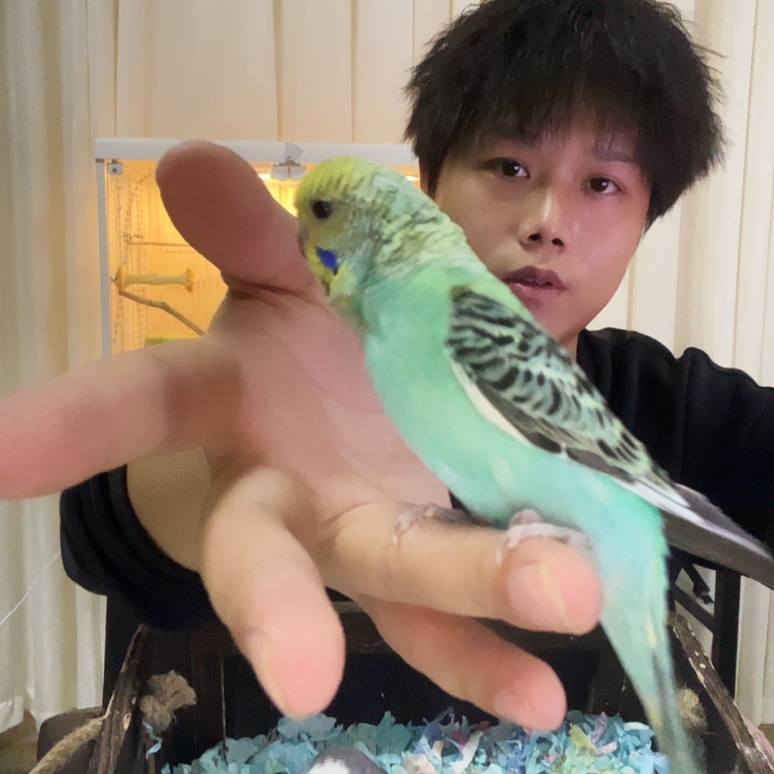 虎皮鹦鹉手养断奶虎皮鹦鹉