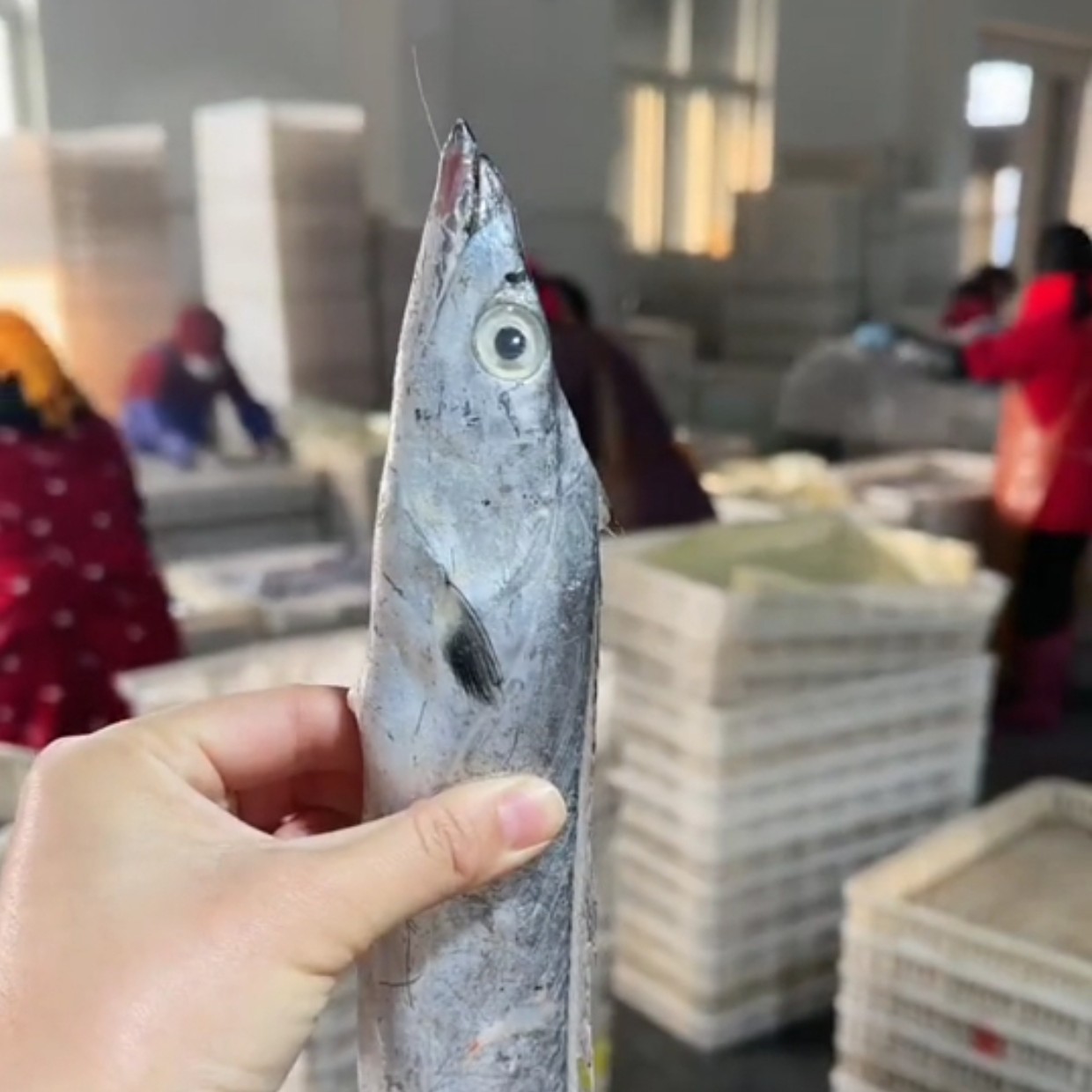 1【青岛】破肚带鱼 黑眼油带鱼，5-6两每条7-8条，净重4斤 顺丰包邮