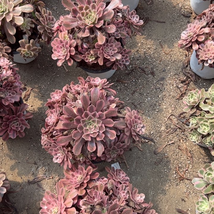 美杜莎多肉植物上量